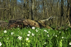 Frühling im Hambacher Wald