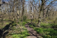 Frühling im Hambacher Wald