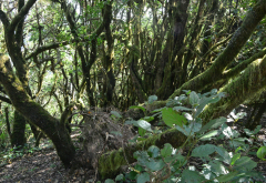 Gomera, Nebelwald im Nationalpark Garajonay