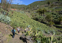 Gomera, Wanderweg durch Opuntienplantage