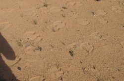 Kamelspuren im Sand