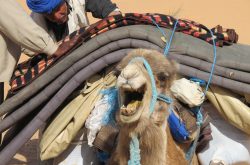 Das jüngste Kamel (4) - blökt noch bei jedem Beladen