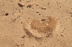 Ameisenkolonie in der Sahara